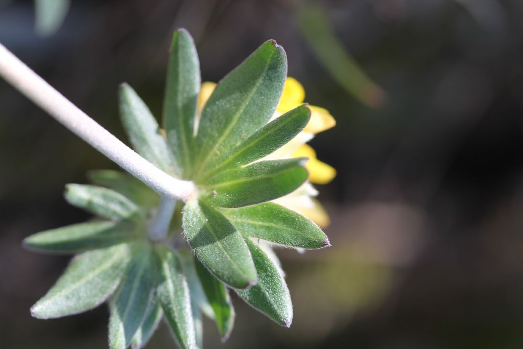 Anthyllis vulneraria